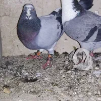 یک جفت کفتر عتیقه همراه با جوجه