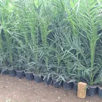 فونیکس|گل و گیاه طبیعی|اصفهان, اصفهانک|دیوار