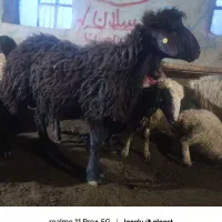 قوچ همو زیگوت اصلاح شده