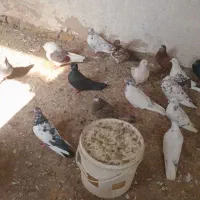 تعداد ۳۰ تا جوجه و۲۰ عدد نر وماده