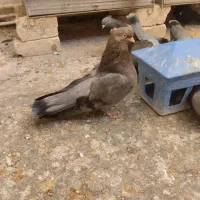 سبز ارده ای نر کشیده ۳۰سانت قد