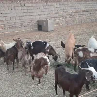 ۱۶ راس بز دو رگه|حیوانات مزرعه|باشتین, |دیوار