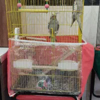 فروش دو جفت عروس هلندی|پرنده|مرودشت, پشت سایپا‎|دیوار