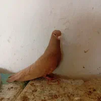 کبوتر