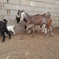 دوعدد نر بز مست جنس