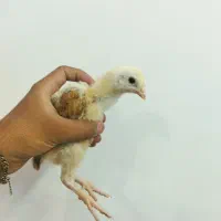 جوجه زابلی لاری مرندی و جوجه بلدرچین وبوقلمون تخمی|حیوانات مزرعه|بیرجند, |دیوار