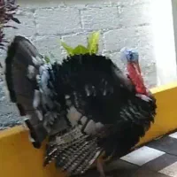 بو قلمون ارگانیک