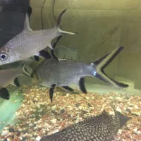 3 عدد سیلورشارک اورسایز|ماهی|اردبیل, |دیوار