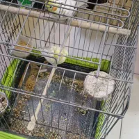 عروس هلندی لوتینو نروماده