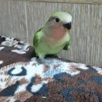 کوتوله ۴۰ روزه|پرنده|قم, حنیف نژاد|دیوار