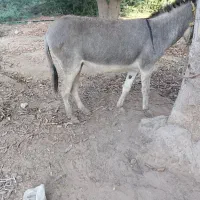 الاغ ماده