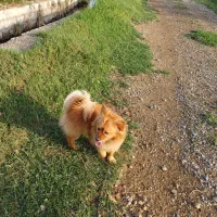 توله سگ گم شده