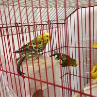 یک جفت مرغ عشق زیبا
