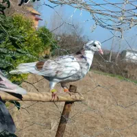کبوتر باخت رفته