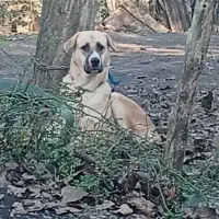 واگذاری ماده سراب پژدر دم فحل