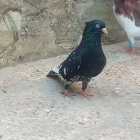 کفتر