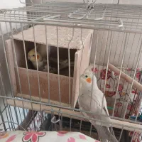 طوطی عروس زیبا ودستی