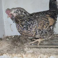 مرغ و خروس گلین