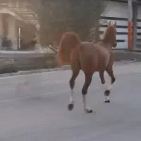 فروش یا معاوضه اسب نریون درشوری