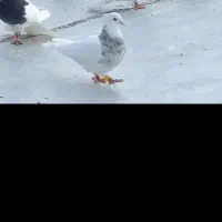 یک عدد کبوتر طوقی غریب