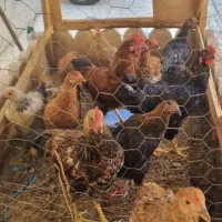 مرغ خروس و نیمچه