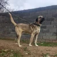 تعدادی سگ سرابی و عراقی