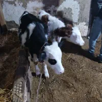 گوساله نر وماده|حیوانات مزرعه|ویلکیج, |دیوار