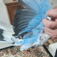 کبوتر