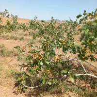 باغ پسته|خدمات باغبانی و درختکاری|تربت‌حیدریه, پائین ولایت|دیوار