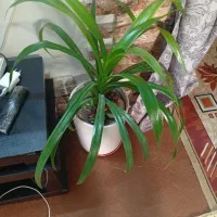 اشک ملکه ۵۰۰