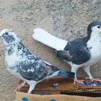 کبوتر شهری تمیز