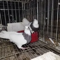 طوقی|پرنده|خرم‌آباد (تنکابن), |دیوار