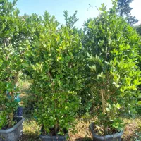 یاس هلندی|گل و گیاه طبیعی|کلاچای, |دیوار