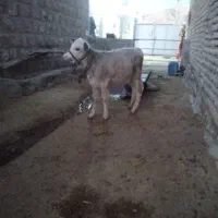 گوساله ماده شاروله|حیوانات مزرعه|کوهدشت, |دیوار