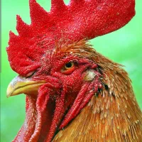 خروس مرغ زنده