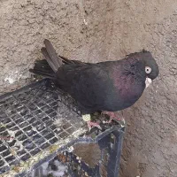 زاغ آبادانی چشم نوک سفید اسپرت|پرنده|شاهین‌شهر, شهرک گلدیس|دیوار