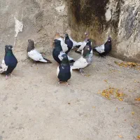 کفتر|پرنده|بجنورد, |دیوار
