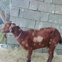 3 عدد کهر ماده فروشی