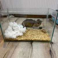 همستر مینیاتوری