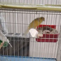 فروش قناری|پرنده|اردکان, |دیوار