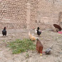 مرغ خروس خونگی|حیوانات مزرعه|قم, شهرک امام حسن|دیوار