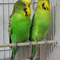 مرغ عشق انگلیسی طوطی کوتوله برزیلی عروس هلندی|پرنده|بجنورد, |دیوار