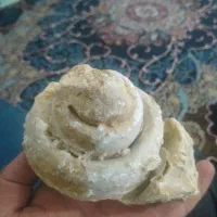 سنگ خاص فسیل