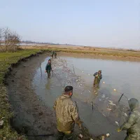 خرید و فروش ماهی کپور امور فیتوفاک و بیگهد|ماهی|رشت, بازار|دیوار