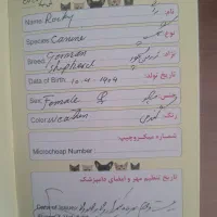 توله ژرمن شپرد