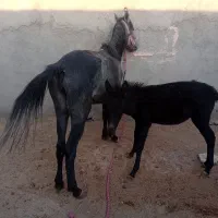قاطر