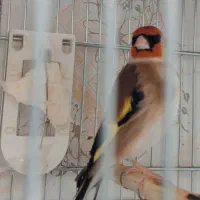 ۳ تا سهره درجه ۱ سردسیری کار درست|پرنده|تهران, جنت‌آباد مرکزی|دیوار