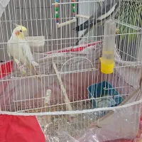 طوطی عروس سخنگو سالم وسرحال