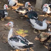 اردک اسراییلی|حیوانات مزرعه|ساری, |دیوار