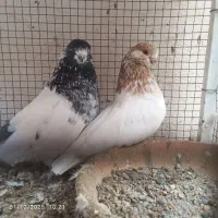 کله ای نوک ریز